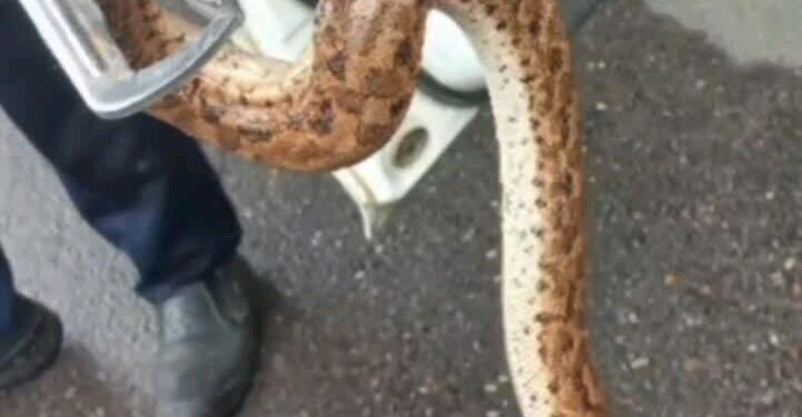 زنده گیری مار یک متری از خودروی پراید در دزفول