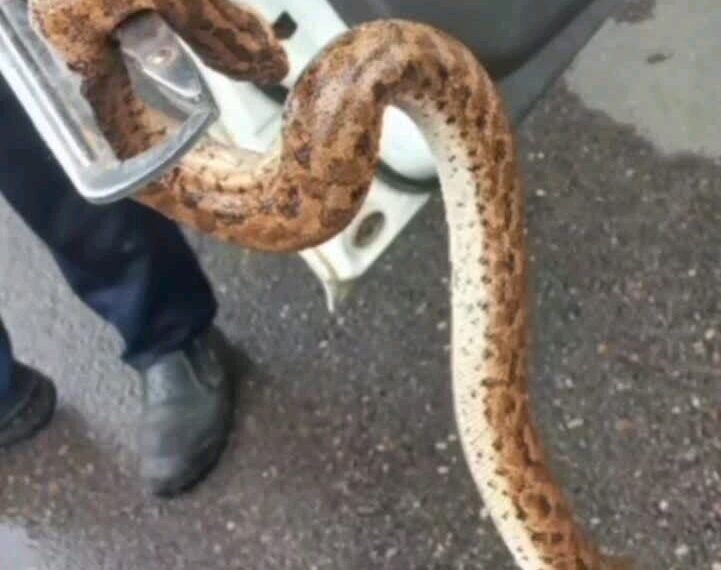 زنده گیری مار یک متری از خودروی پراید در دزفول