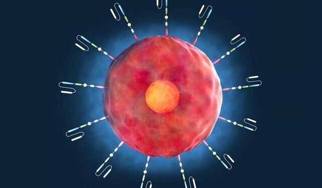 اکسیر جوانی در بدن انسان کشف شد