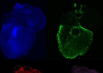 دستیابی پژوهشگران به قلب‌های مصنوعی واقعی‌تر