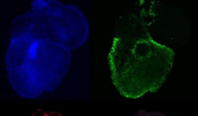 دستیابی پژوهشگران به قلبهای مصنوعی واقعیتر