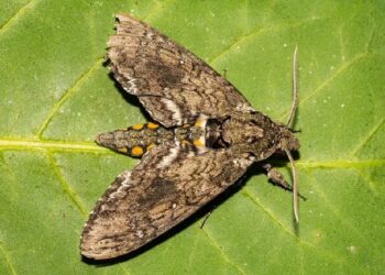 وقتی حشرات علم رباتیک را آموزش می‌دهند!