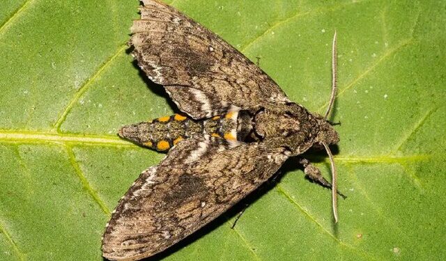 وقتی حشرات علم رباتیک را آموزش می‌دهند!