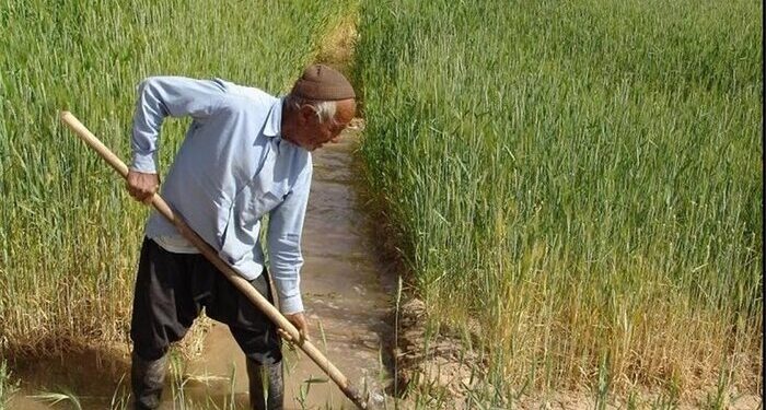 خلف وعده دولت در پرداخت بدهی کشاورزان؛ فقط ۷ درصد مطالبات پرداخت شد!