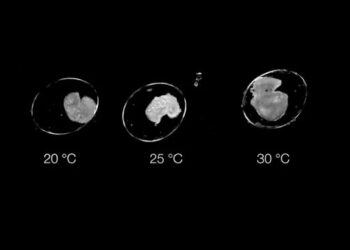 هوش مصنوعی اسرار رشد جنین را آشکار می کند