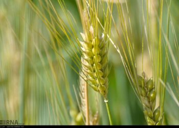 دزفول ظرفیت احداث ایستگاه تحقیقات محصولات زراعی بین المللی را دارد