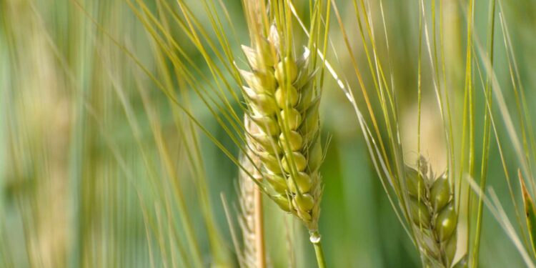 دزفول ظرفیت احداث ایستگاه تحقیقات محصولات زراعی بین المللی را دارد