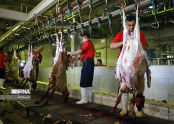 توصیه دامپزشکی دزفول به ذبح قربانی در کشتارگاه دام