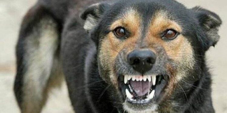 سگ هار کودک ۶ ساله دزفولی را از پا درآورد