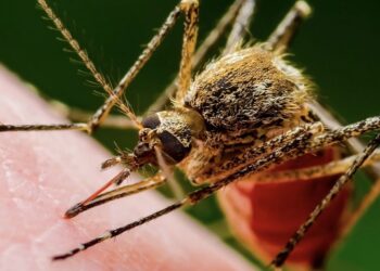 هشدار در مورد کاسبی با پشه آئدس