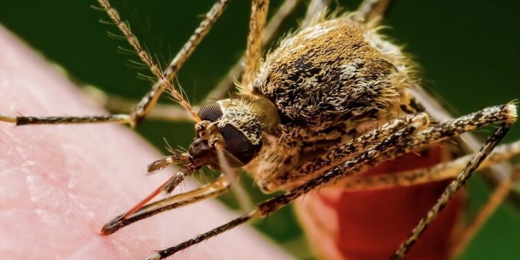 هشدار در مورد کاسبی با پشه آئدس