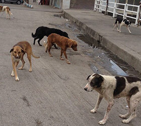 آغاز جمع آوری اصولی و عقیم سازی سگ های ولگرد در دزفول