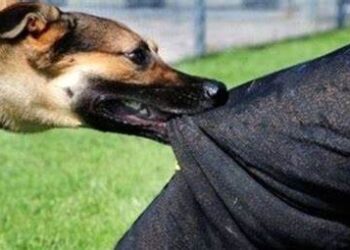 حمله سگ‌ های بلاصاحب به کارشناس بهداشت