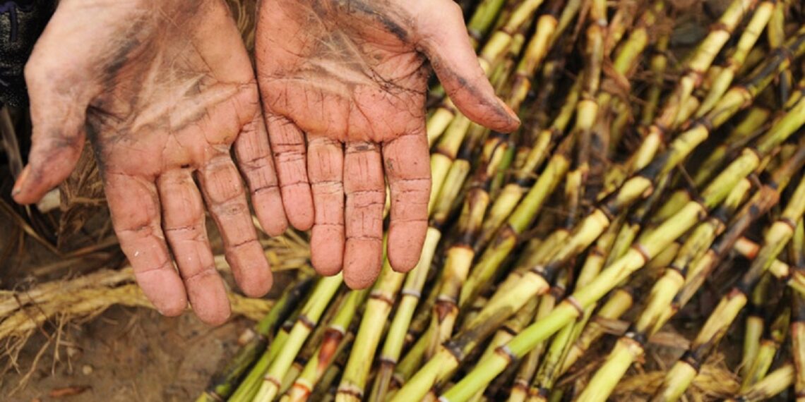 نیشکر هفت تپه