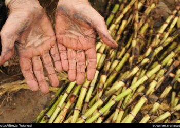 نیشکر هفت تپه