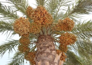 دزفول قطب تولید خرمای کشور می‌شود