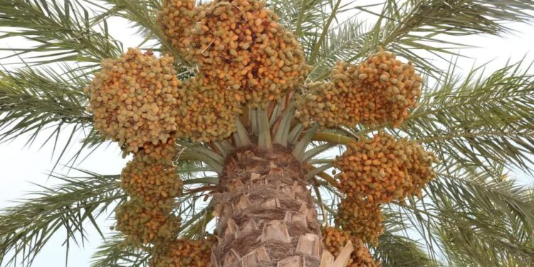 دزفول قطب تولید خرمای کشور می‌شود