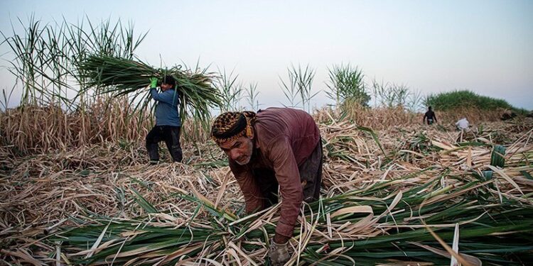 بحران آب در هفت‌تپه؛ چالش بزرگ تولید نیشکر در سال جهش تولید