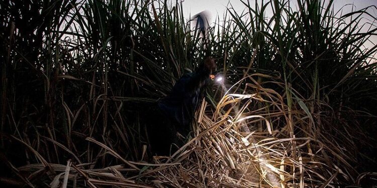 بحران آب در هفت‌تپه؛ چالش بزرگ تولید نیشکر در سال جهش تولید