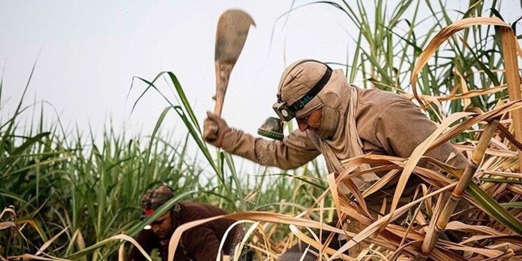 بحران آب در هفت‌تپه؛ چالش بزرگ تولید نیشکر در سال جهش تولید