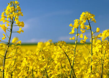 مدیر زراعت سازمان جهاد کشاورزی استان عنوان کرد خوزستان در جایگاه نخست کشت دانه روغنی کلزا/ برنامه‌ریزی برای کشت سویا