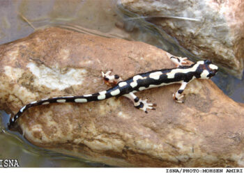 بازارگرمی قاچاقچیان نوروزی با سمندر لرستانی و گیاهان مهاجم