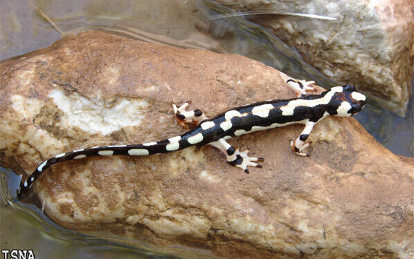 بازارگرمی قاچاقچیان نوروزی با سمندر لرستانی و گیاهان مهاجم