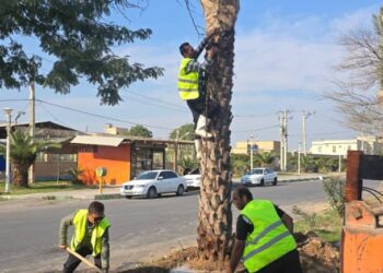 توسعه فضای سبز شهری با اجرای عملیات کاشت  نخل مثمردر بلوار های شهری توسط شهرداری شوش