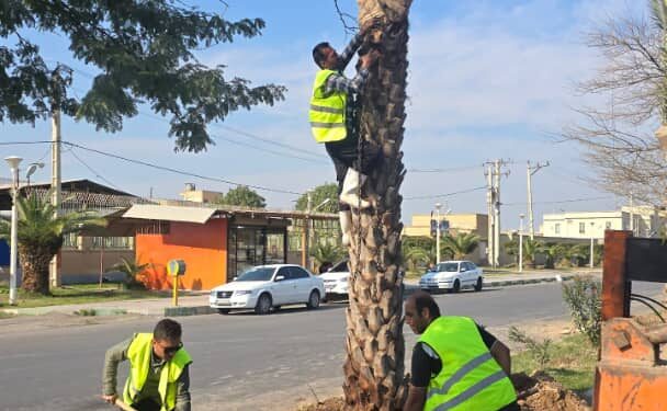 توسعه فضای سبز شهری با اجرای عملیات کاشت  نخل مثمردر بلوار های شهری توسط شهرداری شوش