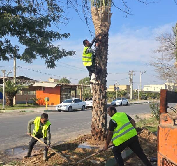 توسعه فضای سبز شهری با اجرای عملیات کاشت  نخل مثمردر بلوار های شهری توسط شهرداری شوش