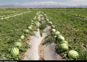 آغاز برداشت هندوانه و خربزه در هندیجان