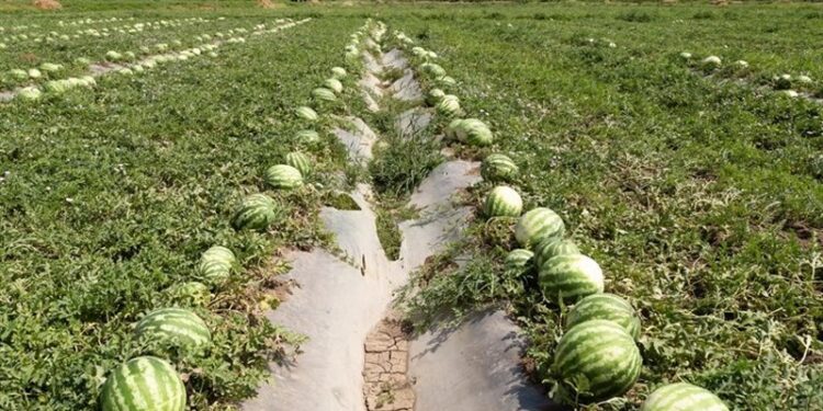 آغاز برداشت هندوانه و خربزه در هندیجان