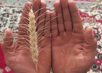 ⭕️برگزاری جشنواره برداشت گندم در شوش؛ پیوندی میان کشاورزی، فرهنگ و تاریخ