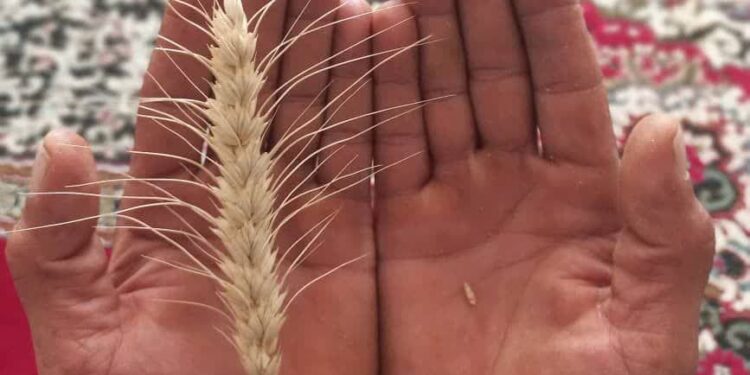 ⭕️برگزاری جشنواره برداشت گندم در شوش؛ پیوندی میان کشاورزی، فرهنگ و تاریخ