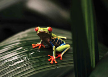 شاهکار عکاسی که در سال ۲۰۲۵ برندۀ جایزه شدند