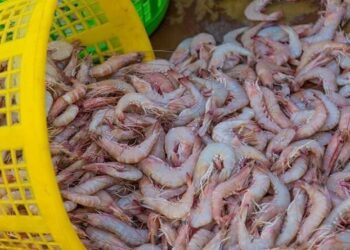 پیشرفت 60درصدی مجتمع هزار و ۱۱۱ هکتاری پرورش میگو در هندیجان