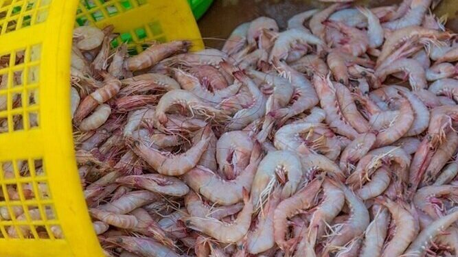 پیشرفت 60درصدی مجتمع هزار و ۱۱۱ هکتاری پرورش میگو در هندیجان