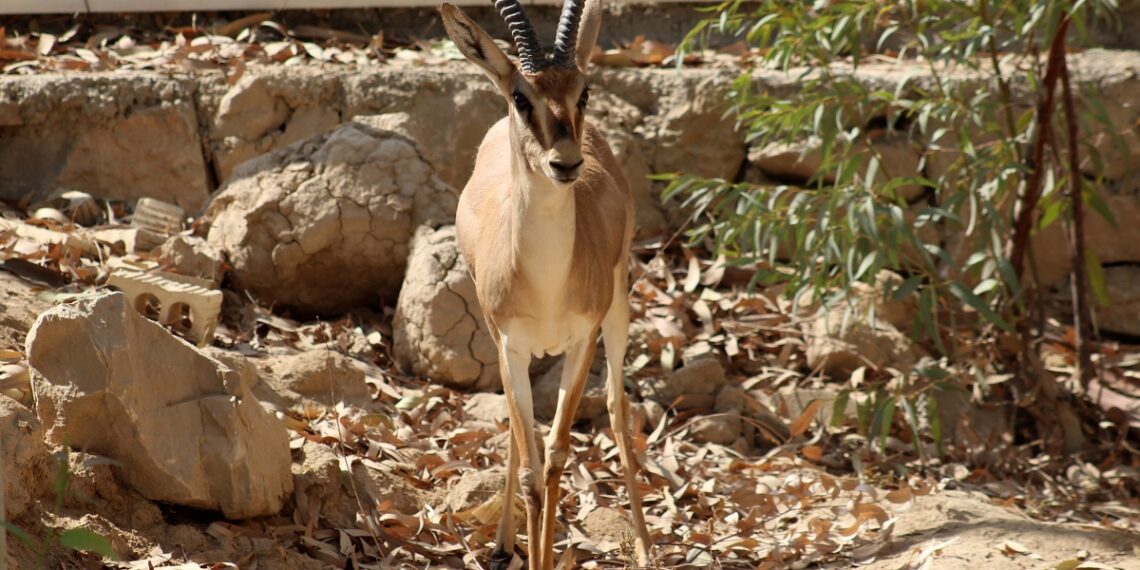 بهره‌برداری اولیه از پروژه تکثیر و پرورش آهو در هندیجان: گامی مهم در حفاظت از گونه‌های در معرض خطر