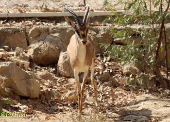 بهره‌برداری اولیه از پروژه تکثیر و پرورش آهو در هندیجان: گامی مهم در حفاظت از گونه‌های در معرض خطر